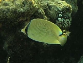 Citron Butterflyfish