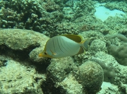 Yellow-head Butterflyfish