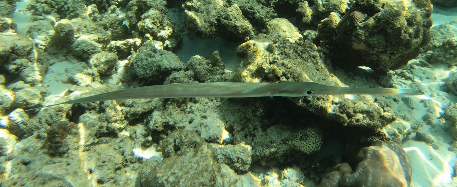 Needlefish Flutemouths and Halfbeaks Fish of the Maldives